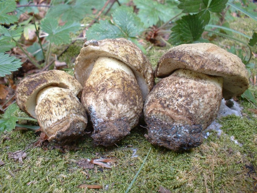boletus albidus?